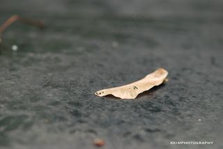 昆虫类,烟头,地板砖,大弹涂鱼,壁虎,DSC_0033