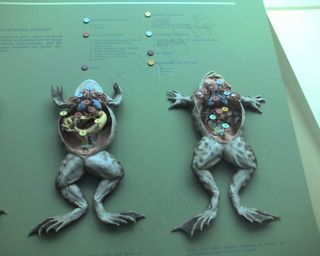 屏幕截图,泥雕,玩具,吊坠,工艺品,高中科学...