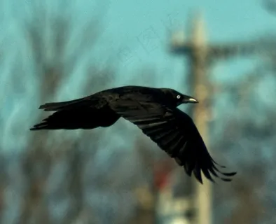 乌鸦,渡鸦,黑卷尾,短嘴鸦,虫子,乌鸦翼 乌鸦,渡鸦,黑卷尾,短嘴鸦,虫子,乌鸦翼