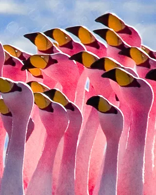 花卉,旗帜,彩色树,,詹姆斯的火烈鸟