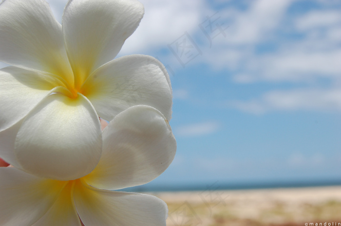 在海滩上落花