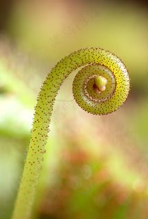 晨露,吊坠,吸顶灯,茅膏菜,眼睛,Sonnentau（Drosera）宏细节