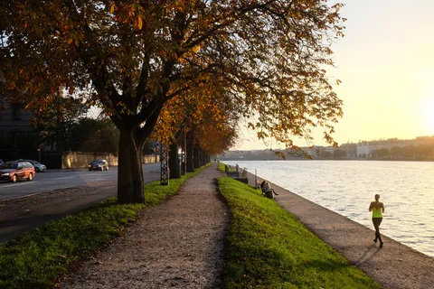 树,街道,雕像,中式传统建筑,银杏林,哥本哈根的秋天