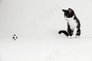 黑白小猫踢足球