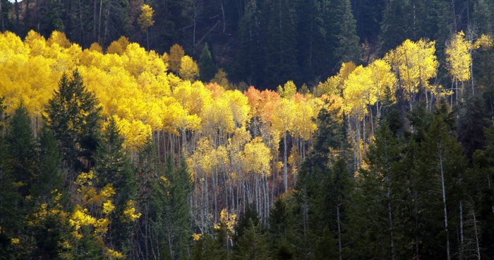 禾木,湖泊,四川米亚罗,山峦,油画,犹他州的白杨树作者：菲尔·康斯坦丁（Phil Konstantin）