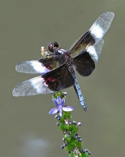 pick藜杂草中的寡妇撇渣器