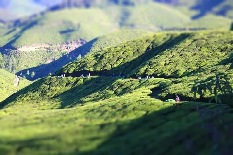 喀拉拉邦-慕那尔茶园/倾斜移位 喀拉拉邦-慕那尔茶园/倾斜移位