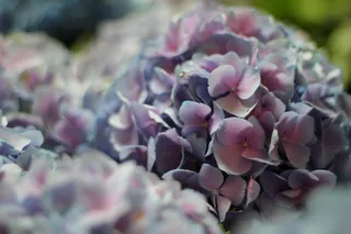 绣球花,*花,八仙花,秀球,洋绣球,绣球花