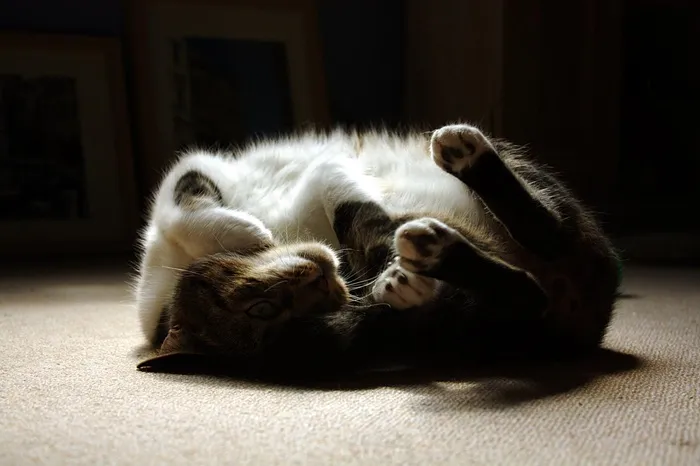猫,布偶猫,美国短毛猫,苏格兰折耳猫,懒猫,百事可乐2