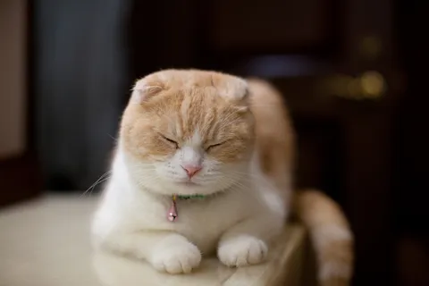 きなこ（Kinako）