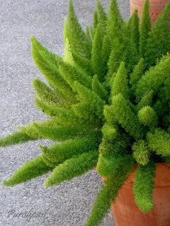 景天科,仙人球,仙人柱,多肉植物,景天科,质感佛得角/绿色纹理