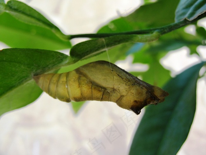 茧