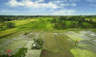 草原,水稻田,体育场馆,稻田,自然公园,萨瓦乌布
