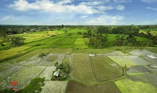 草原,水稻田,体育场馆,稻田,自然公园,萨瓦乌布