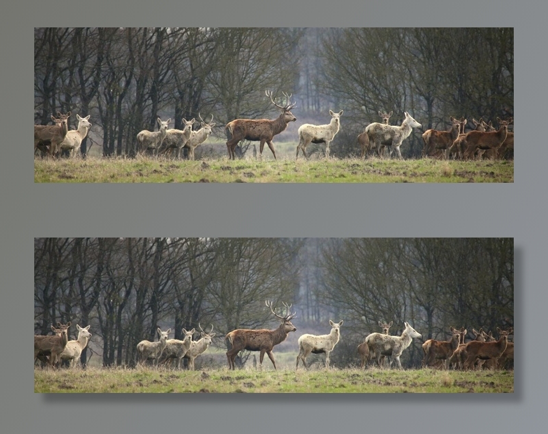 哺乳动物,麋鹿,树,风景,羊群,哦鹿