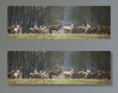 哺乳动物,麋鹿,树,风景,羊群,哦鹿