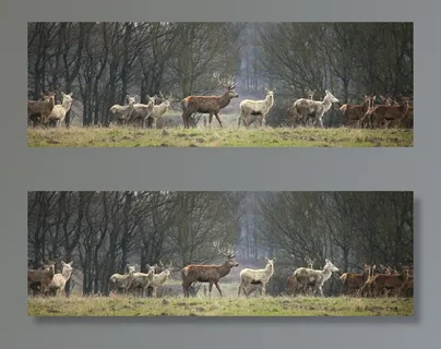 哺乳动物,麋鹿,树,风景,羊群,哦鹿