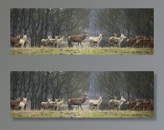 哺乳动物,麋鹿,树,风景,羊群,哦鹿