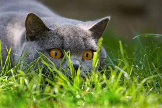 鸟类,草原狐,俄罗斯蓝猫,兔豚鼠,卡特尔猫,猫跟踪