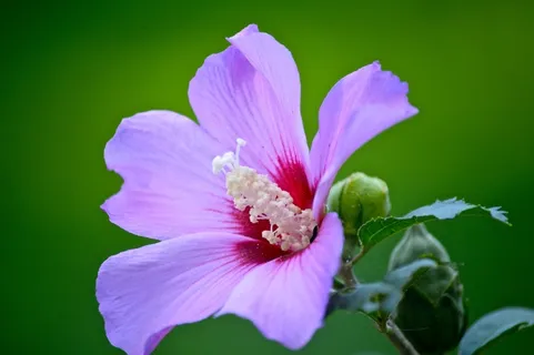 〜美丽的爆炸〜 〜美丽的爆炸〜