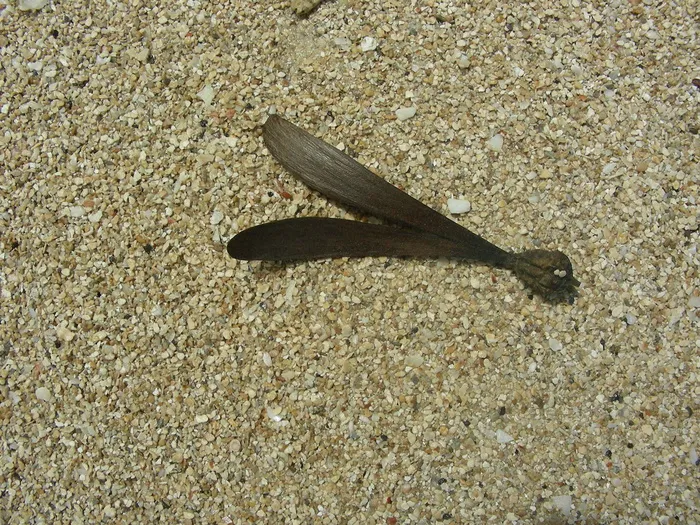 节肢动物,虫子,蚂蝗/水蛭,毛脚燕,水蛭,直升机在海滩上的种子