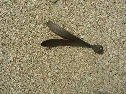 节肢动物,虫子,蚂蝗/水蛭,毛脚燕,水蛭,直升机在海滩上的种子