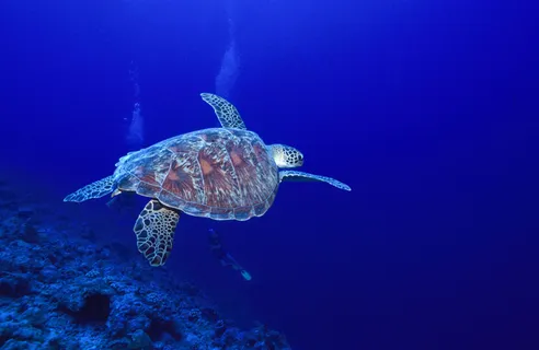 海龟,玳瑁海龟,绿海龟,海洋,吸顶灯,绿海龟-塞舌尔 海龟,玳瑁海龟,绿海龟,海洋,吸顶灯,绿海龟-塞舌尔