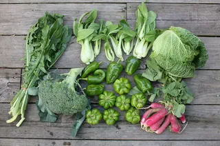 盆栽植物,白菜,花卉,卷心菜,菠菜,CSA_第21周