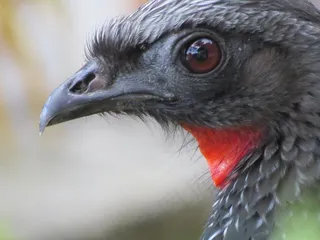 冠雉,鸸鹋,叫鹤,鸵鸟,食火鸡,关闭naPenélope