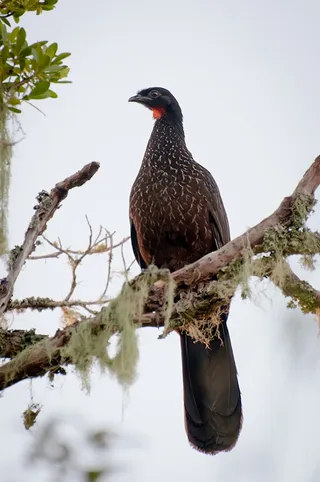 冠雉,紫翅椋鸟,星鸦,八哥,毛利鸡,Jacu（佩内洛普·黑斯库拉obscura）