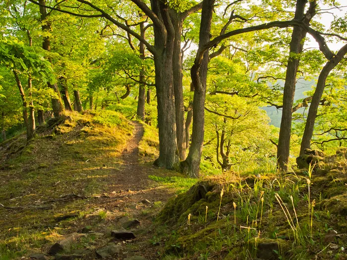 Weg auf dem Lindenberggrat，阿本德里奇特（Abendlicht）-林登伯格山脊上的步道