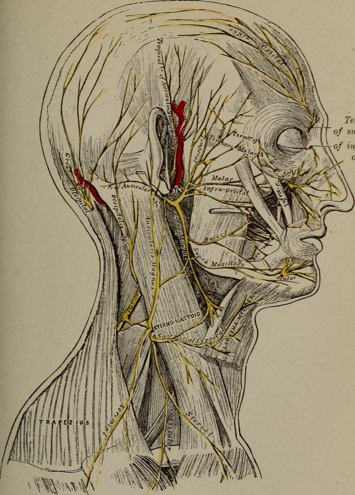 ,工笔画,钢笔画,素描,图片来自“精神和身体上的舒适与至上；”（第1914页）的第260页