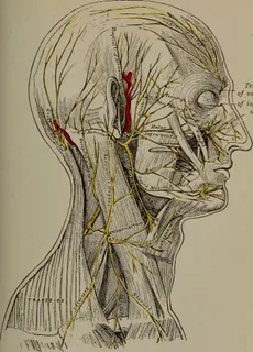 ,工笔画,钢笔画,素描,图片来自“精神和身体上的舒适与至上；”（第1914页）的第260页