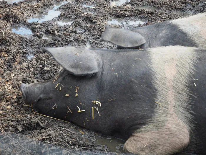 像泥里的猪一样快乐！