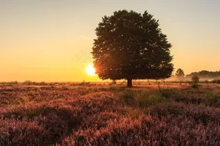 天空,霞光,树,麦田,三春老树,季节变化时