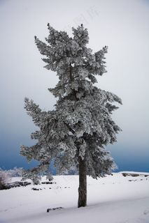 松树在冬天的衣服