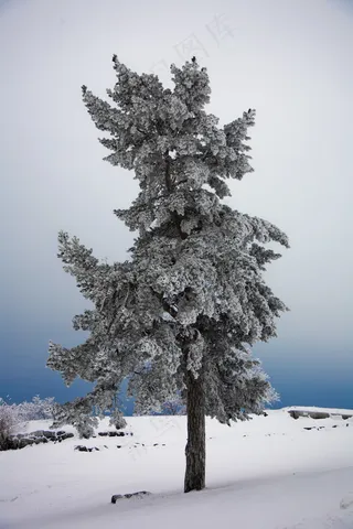 松树在冬天的衣服