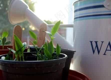 成长的烦恼 成长的烦恼