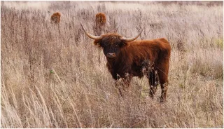 鸟类,高地牛,小狗,牦牛,虫子,怀疑和饥饿