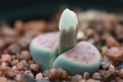 生石花,多肉植物,番杏科,盆栽植物,葡萄,活石 生石花,多肉植物,番杏科,盆栽植物,葡萄,活石
