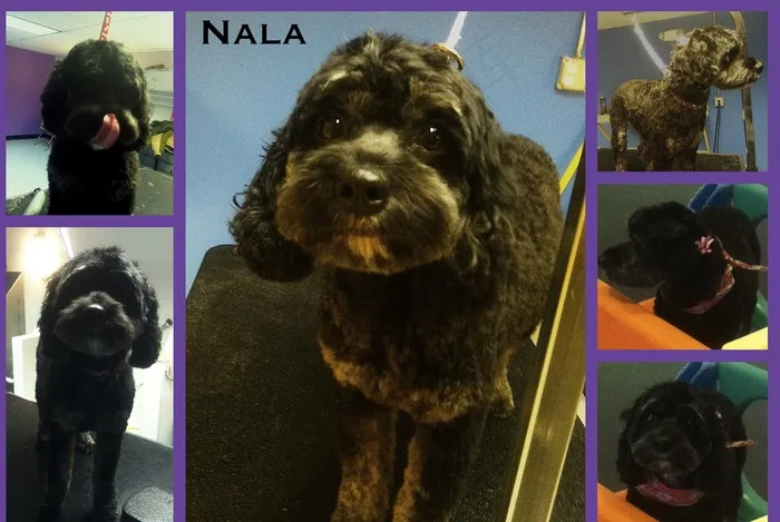 2012/4/12-娜拉（Calaapoo）拼贴画