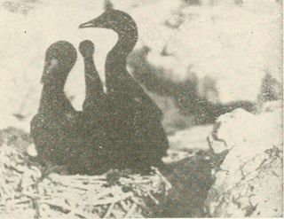 图片来自“ The oist ”（1886年）第164页