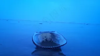 这也是一个外壳。