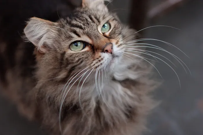 猫,挪威森林猫,美国短毛猫,狸花猫,头发,迪士尼猫