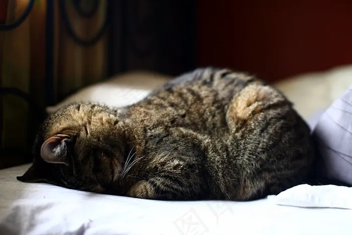 Faceplant睡觉