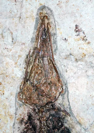 孔子化石鸟（下白垩统义县组；辽宁省四合屯采石场，中国东北）3