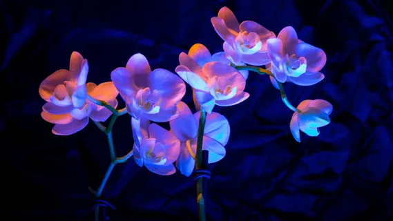 创意照明 创意照明