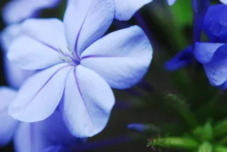 岷江蓝雪花,蓝雪花,蓝雪属,荷花,蓝花丹,蓝色的花
