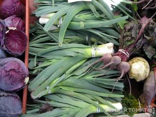 狭叶龙血树,金心吊兰,舌兰,香龙血树,菠萝,韭葱