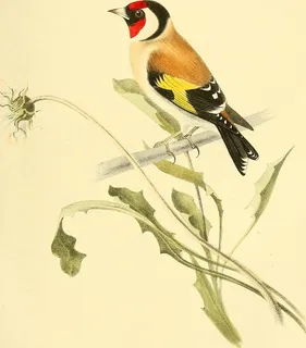 图片来自“彩色插图的英国鸟类及其卵子”（1582年）第158页